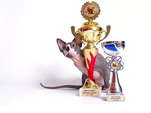 Central European Winner Show – výstava koček