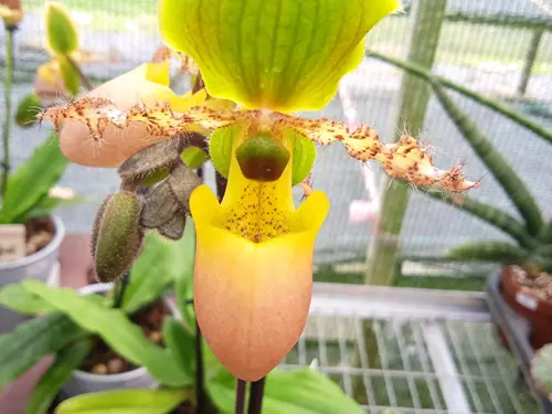 Orchidej střevíčník