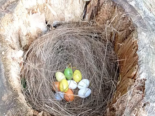 vajíčka v hnízdě