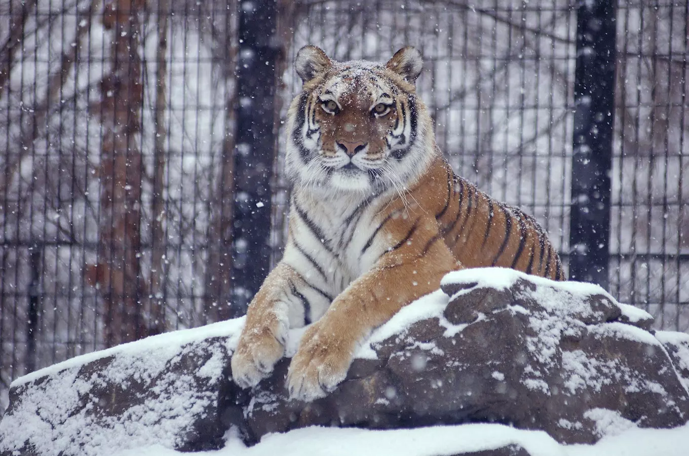 Pololetní prázdniny v Zoo Zlín – s vysvědčením do zoo za 1 Kč