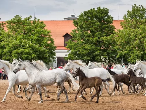 V Kladrubech nad Labem se chystá Den starokladrubského koně
