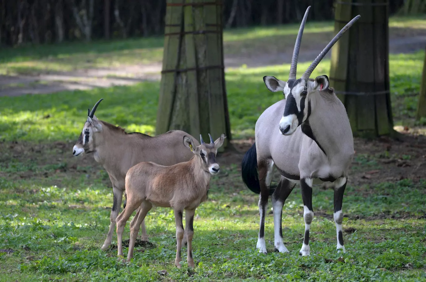 Africkému safari v Zoo Olomouc opět dominují Oryxi