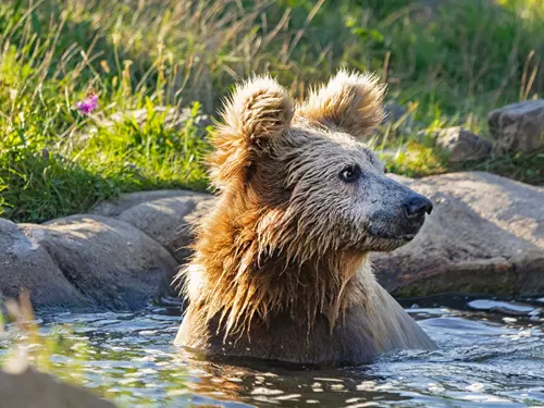 Jihočeská zoologická zahrada Hluboká nad Vltavou – adoptujte si zvíře