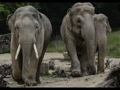 Sloní samec Maxim je novým obyvatelem Zoo Ostrava