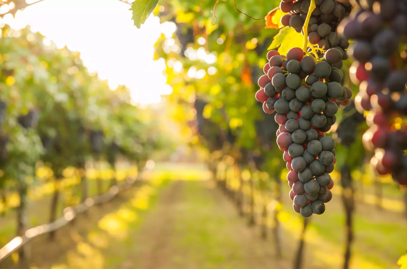 Dovolená na kole mezi vinicemi: letní opojení na vinařských stezkách