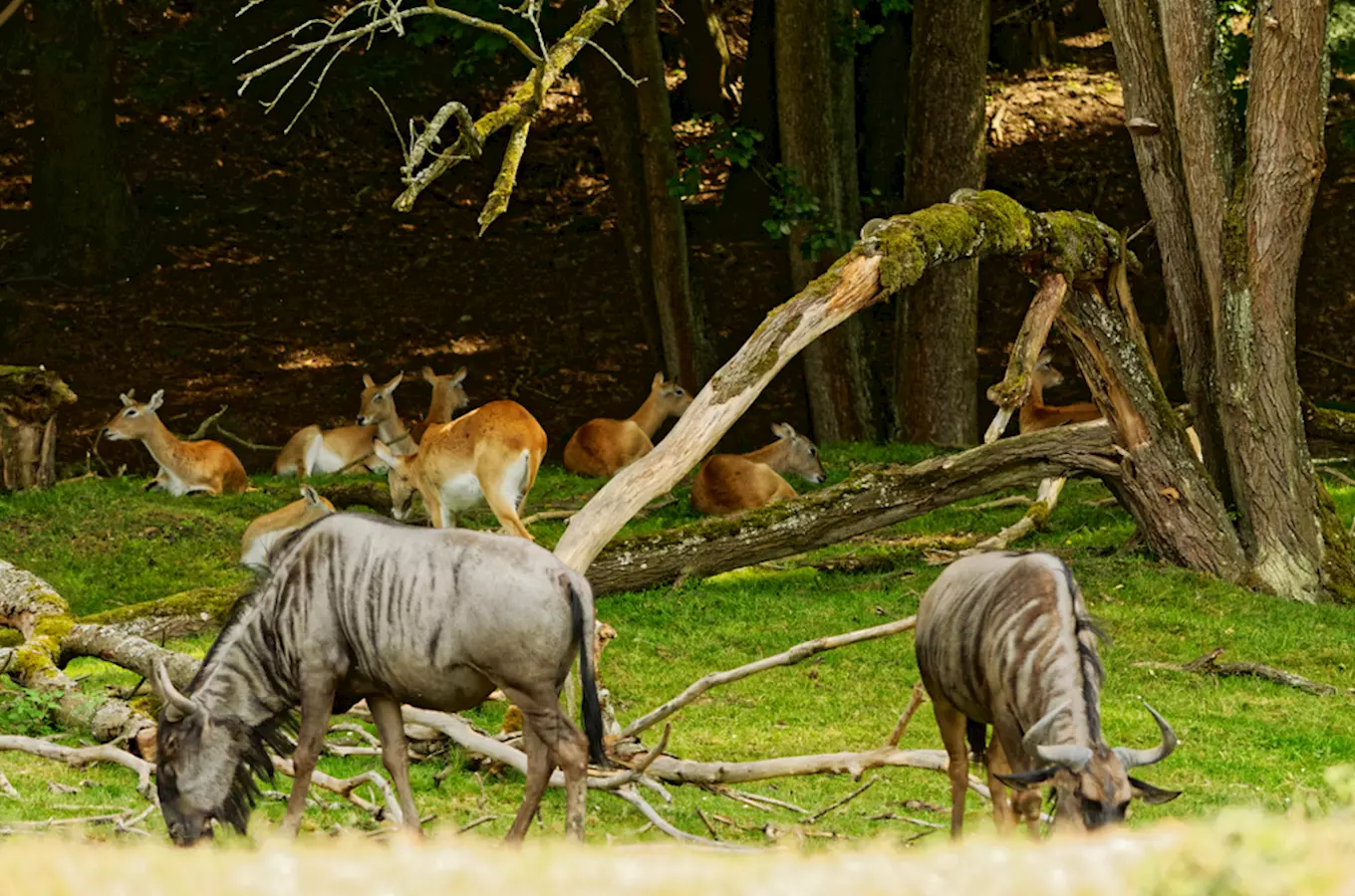 Safari Park Dvůr Králové – Afrika na dlani