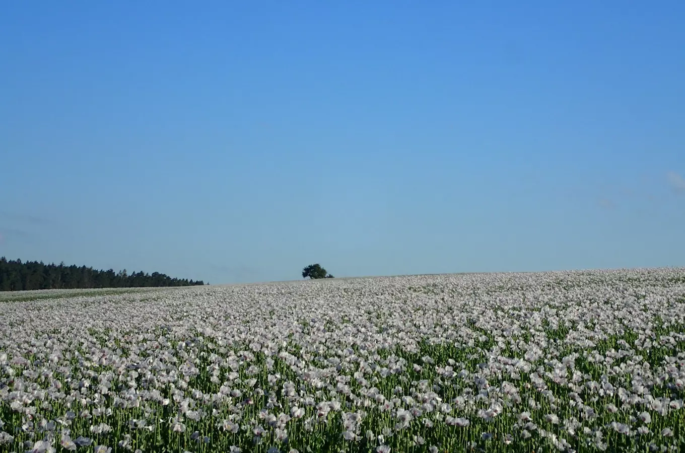 Statek Domašín