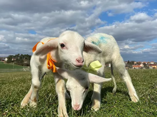 Farma Ostrovec – bio výrobky z ovčího mléka