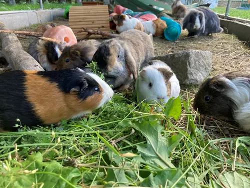 Farma Kapsa v Pošumaví – kontaktní zoopark