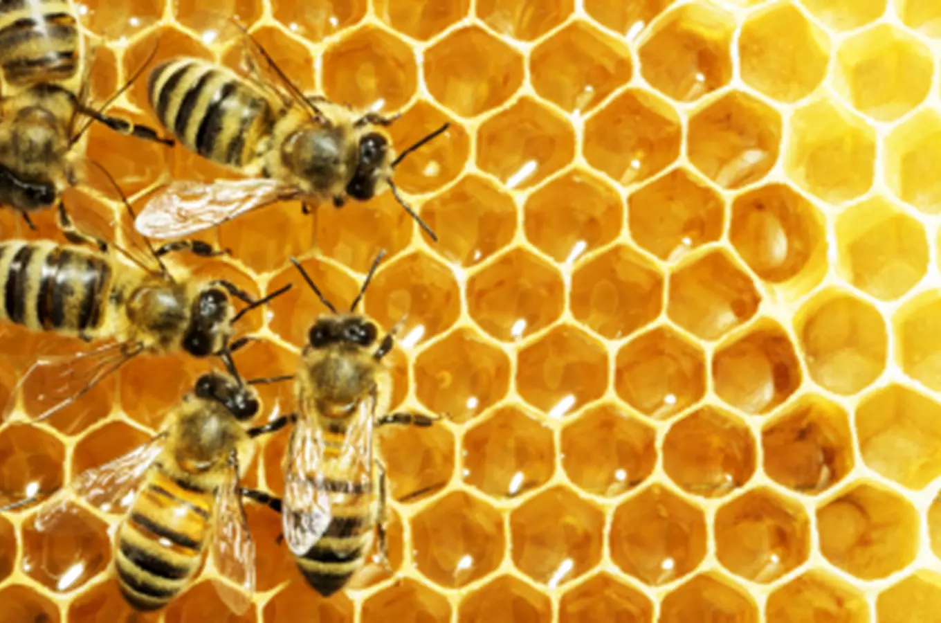 Fotografická a interaktivní výstava včel v pražské Troji