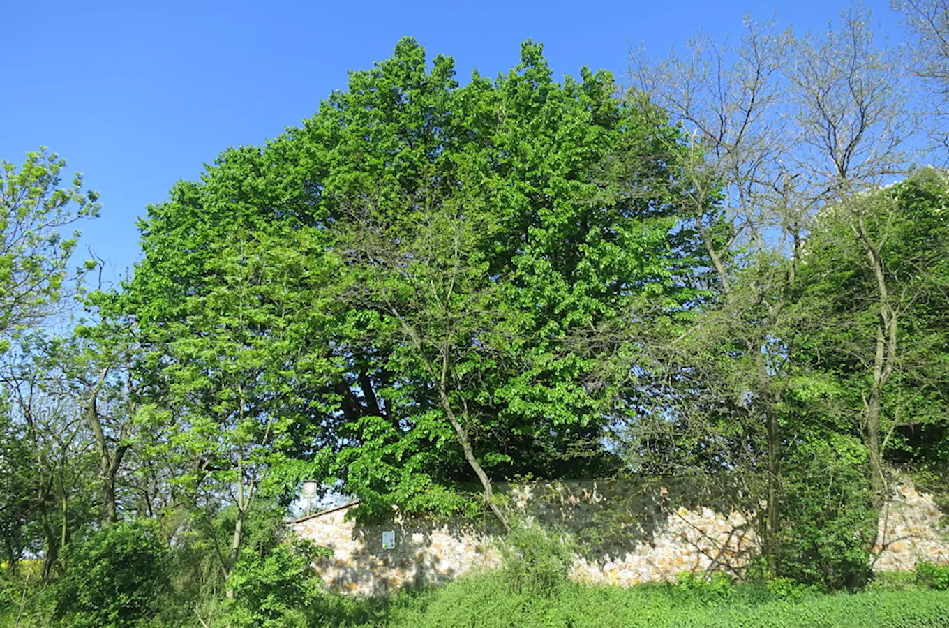 Lípa srdčitá v Chabech – první památný strom v Praze