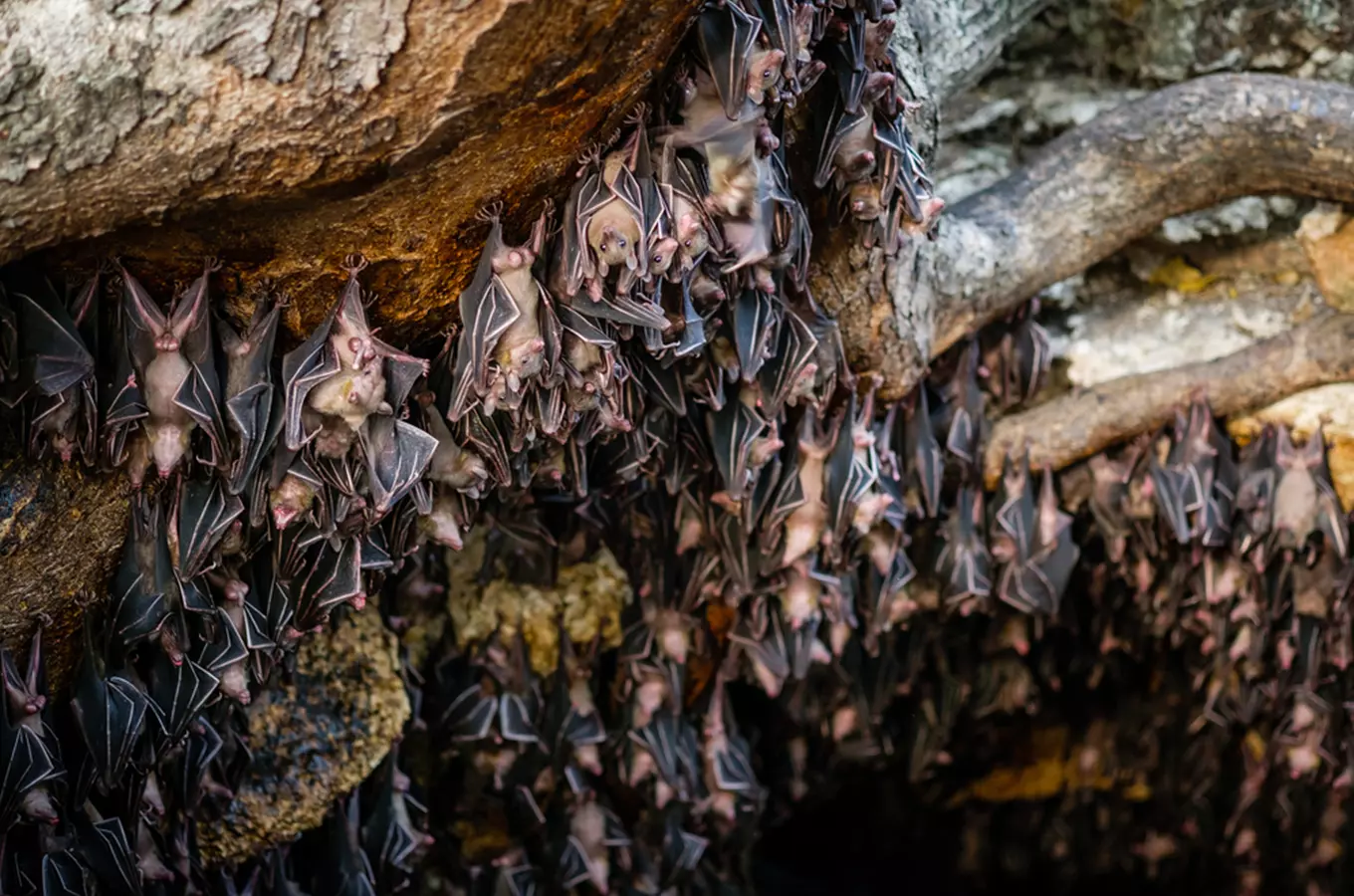 Javoříčské jeskyně budou probouzet netopýry