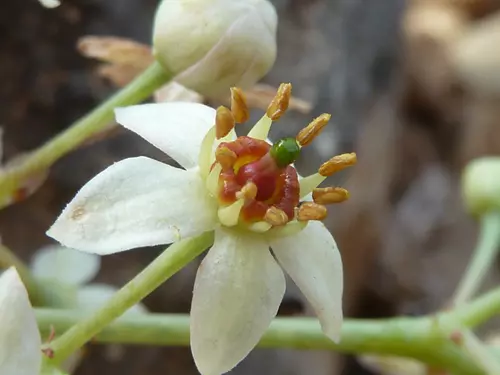 Boswelia dioscoridis