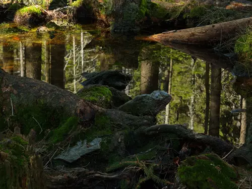 Výlety pro samotáře: ticho a samota Českého lesa