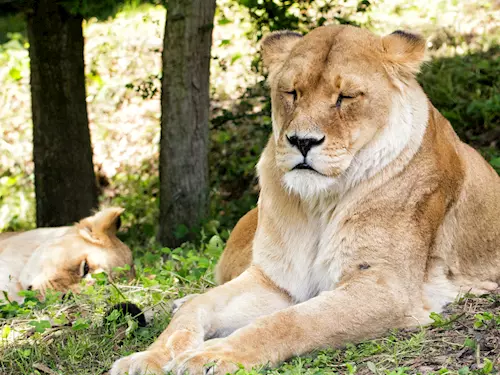 Otevření Lvího safari v Safari Parku Dvůr Králové