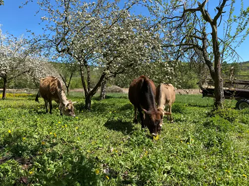 Rodinná farma Vinařice u Loun – prodej kravského mléka z farmy