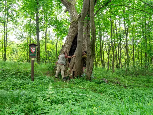 Klen na Hrachovišti v Brdech