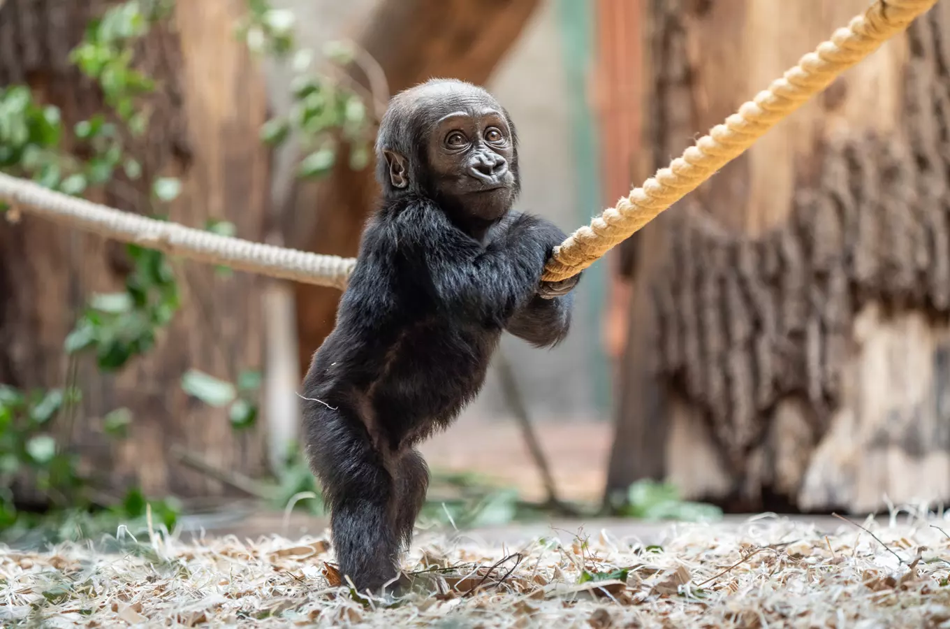 Mobi prozkoumává svět – malá gorilka v Zoo Praha se učí chodit