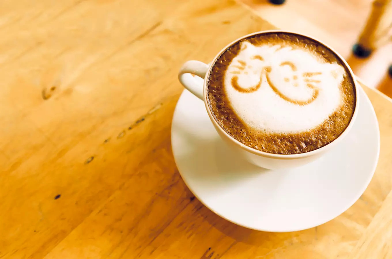 Pelíšek – kočičí kavárna