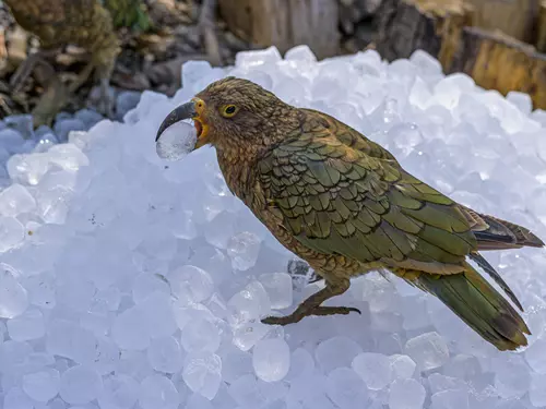 Nestor kea s ledem, foto Petr Hamerník, Zoo Praha