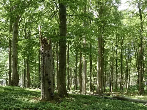 Přírodní rezervace U Římské studánky