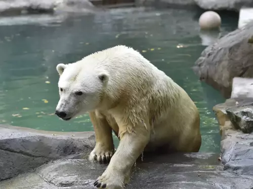 Medvědice Cora v Zoo Brno