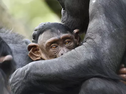 Přijďte se podívat do nového Pavilonu evoluce v ostravské zoo
