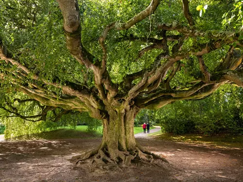 Česká hruška se postaví tisíciletým dubům i olivovníkům. Soutěž Evropský strom roku začíná!