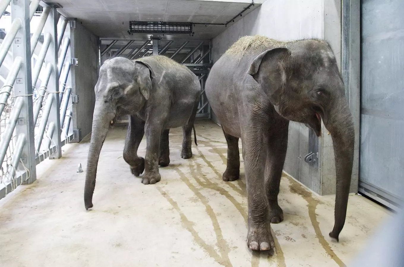Otevření nového slonince v pražské zoo