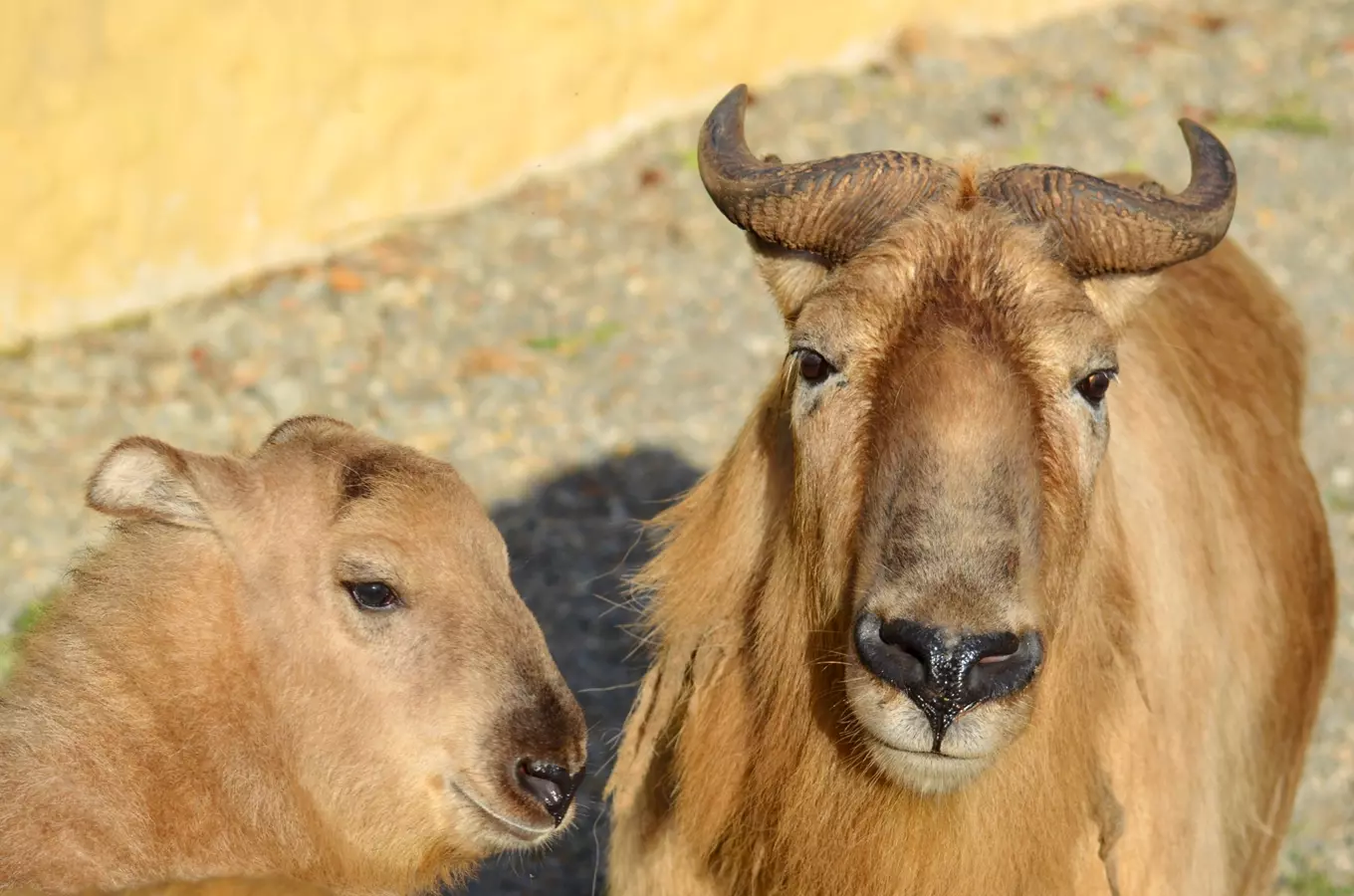 Večerní prohlídky v Zoo Plzeň