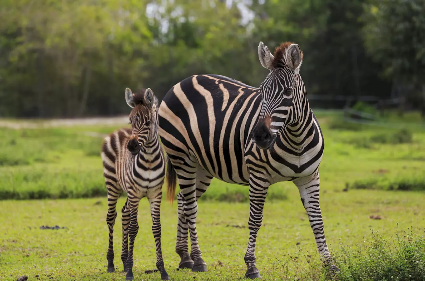 75 let Safari ve Dvoře Králové - rozloučení s letní sezonou