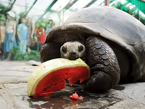Pražská Zoo znovu otevírá pavilon želv