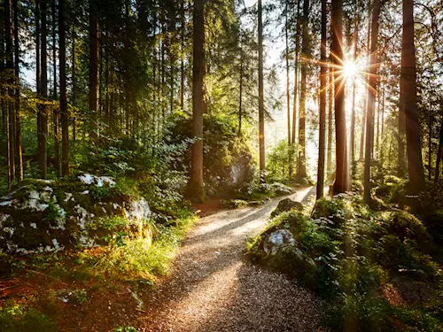 I lesy mají své dny – oslavte Mezinárodní den lesů pěknou procházkou
