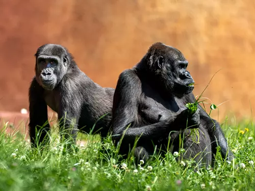 Gorily v Rezervaci Dja si užívají venkovní výběh
