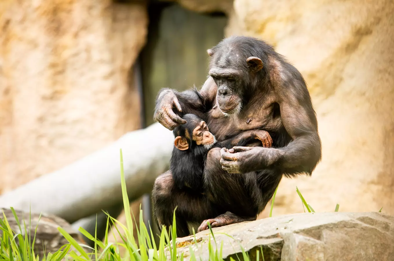 Skautská neděle v zoo Ostrava