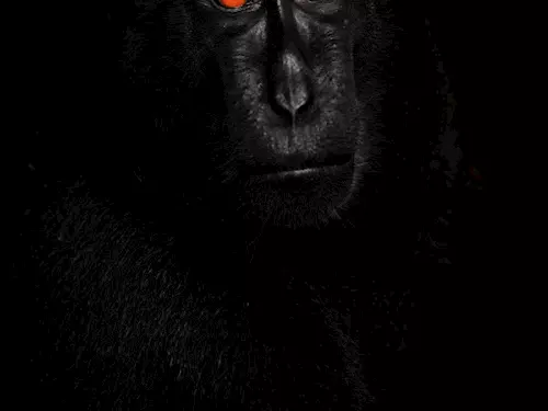PETR BAMBOUSEK - Portrét makaka, 2 cena v kategorii PRÍRODA A ŽIVOTNÍ PROSTREDÍ