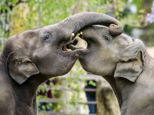 Mezinárodní den slonů v Zoo Praha 2023