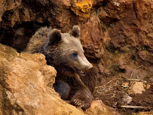 Jeskyně Výpustek zve děti na prohlídku s medvědem Brunem