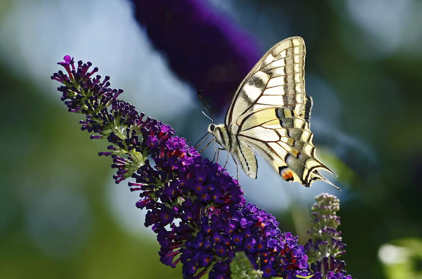 Naučná stezka Motýlí ráj u Ždánic