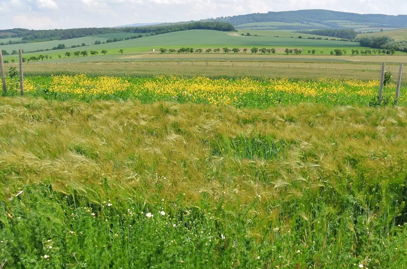 Komentované procházky hrušňovými a třešňovými sady Farma Blatnička