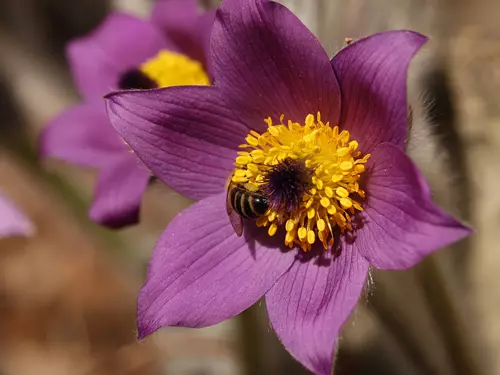Botanická zahrada Přírodovědecké fakulty Univerzity Karlovy – za tichým světem rostlin Na Slupi