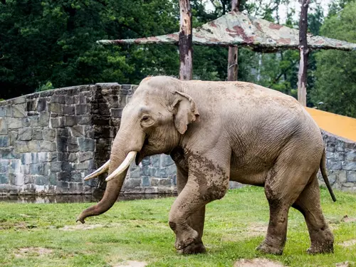 Slon v Zoo Ostrava