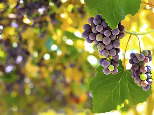 Modřanská vinice – nejjižnější pražská vinice