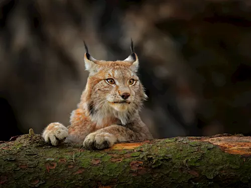 Světový den divoké přírody: víte, jaká zvířata obývají českou divočinu?