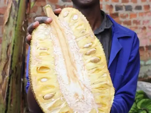 Africké trhy v Táboře