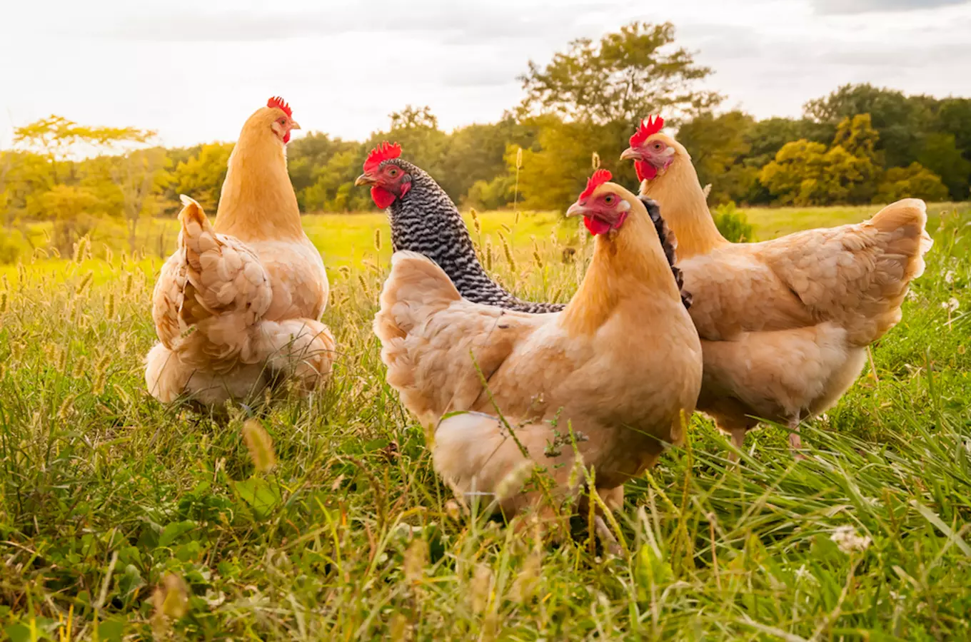 Život na farmě: děti ho budou milovat