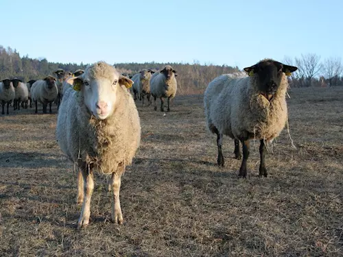 Biofarma Agrika –  chov ovcí Suffolk v Javořici
