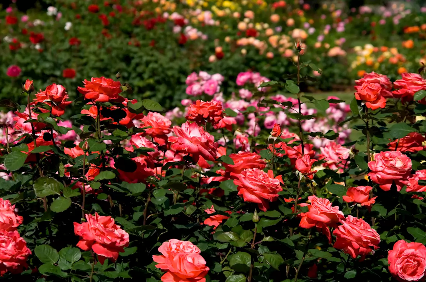 Zámecké arboretum a rosarium ve Slatiňanech