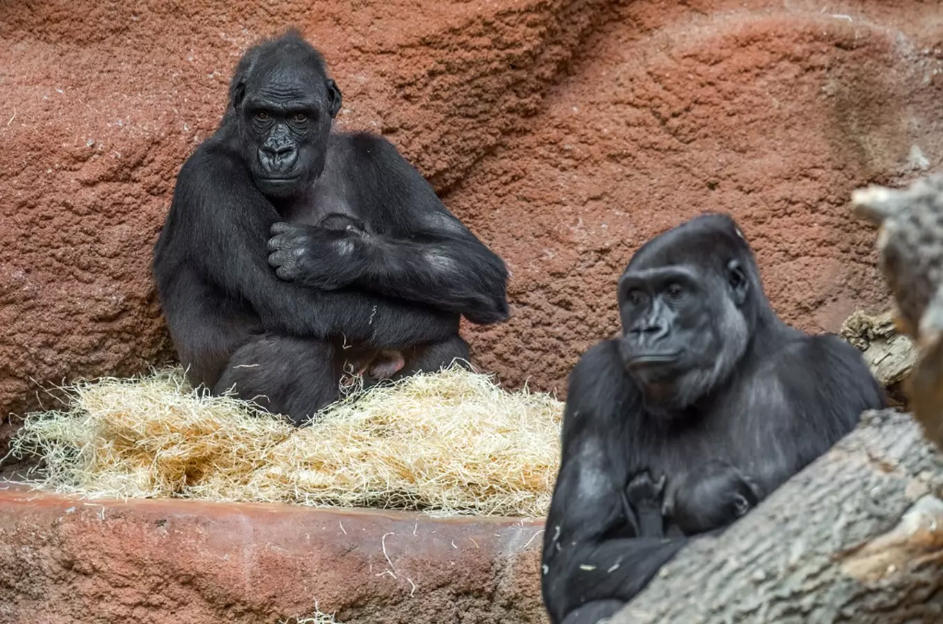 V Zoo Praha se narodila další gorilka – v Rezervaci Dja tak jsou dvě mláďata!