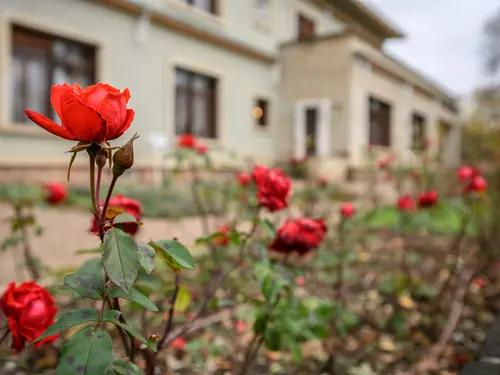 Floristická soutěž "Brněnská růže" ve vile Stiassni